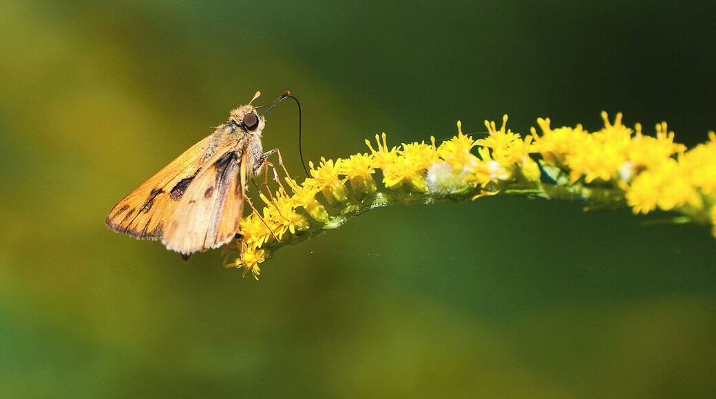 A moth sitting on a yellow wildflower in a beautiful prairie.