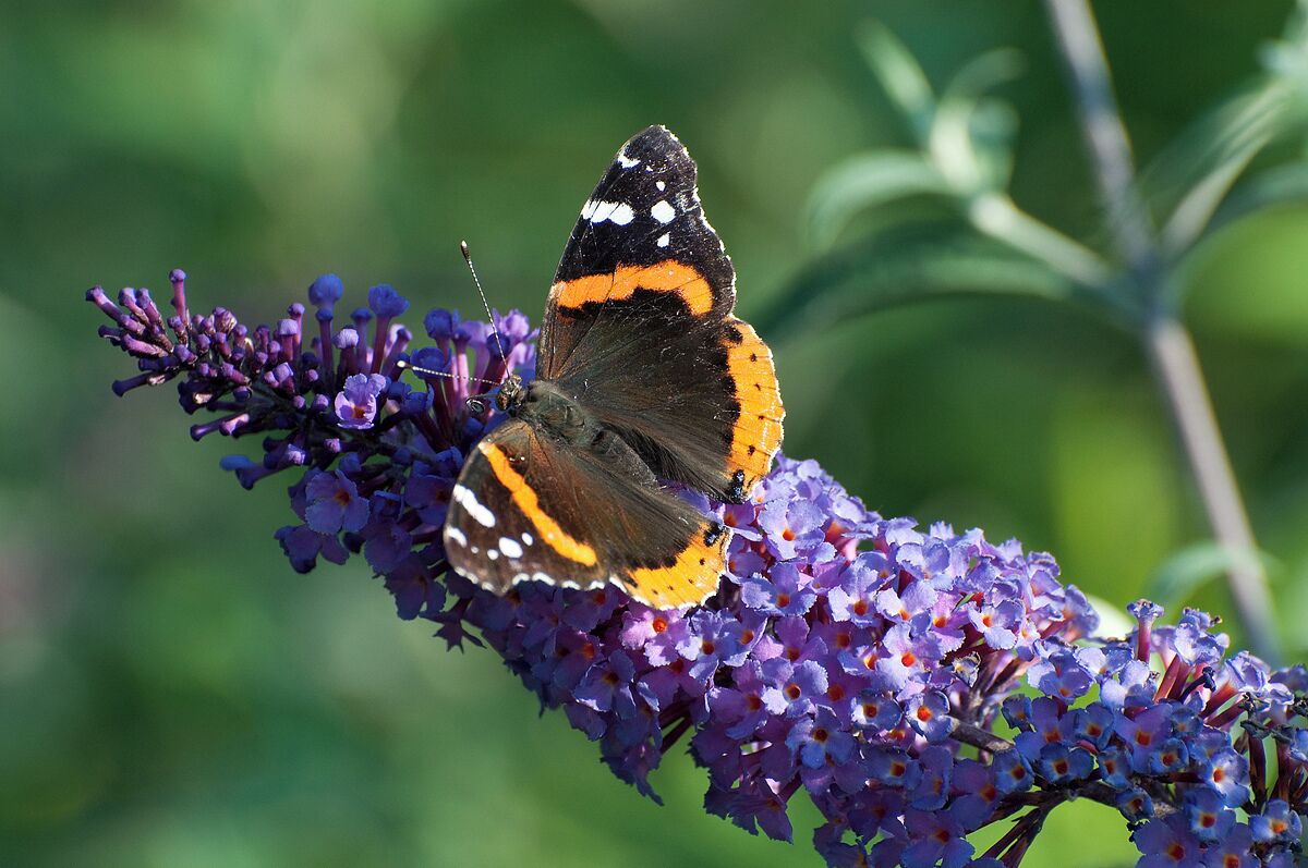 A red admiral butterfly on a purple flower.