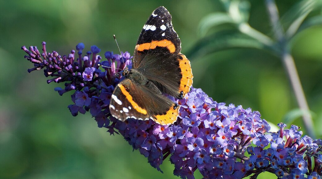 A red admiral butterfly on a purple flower.