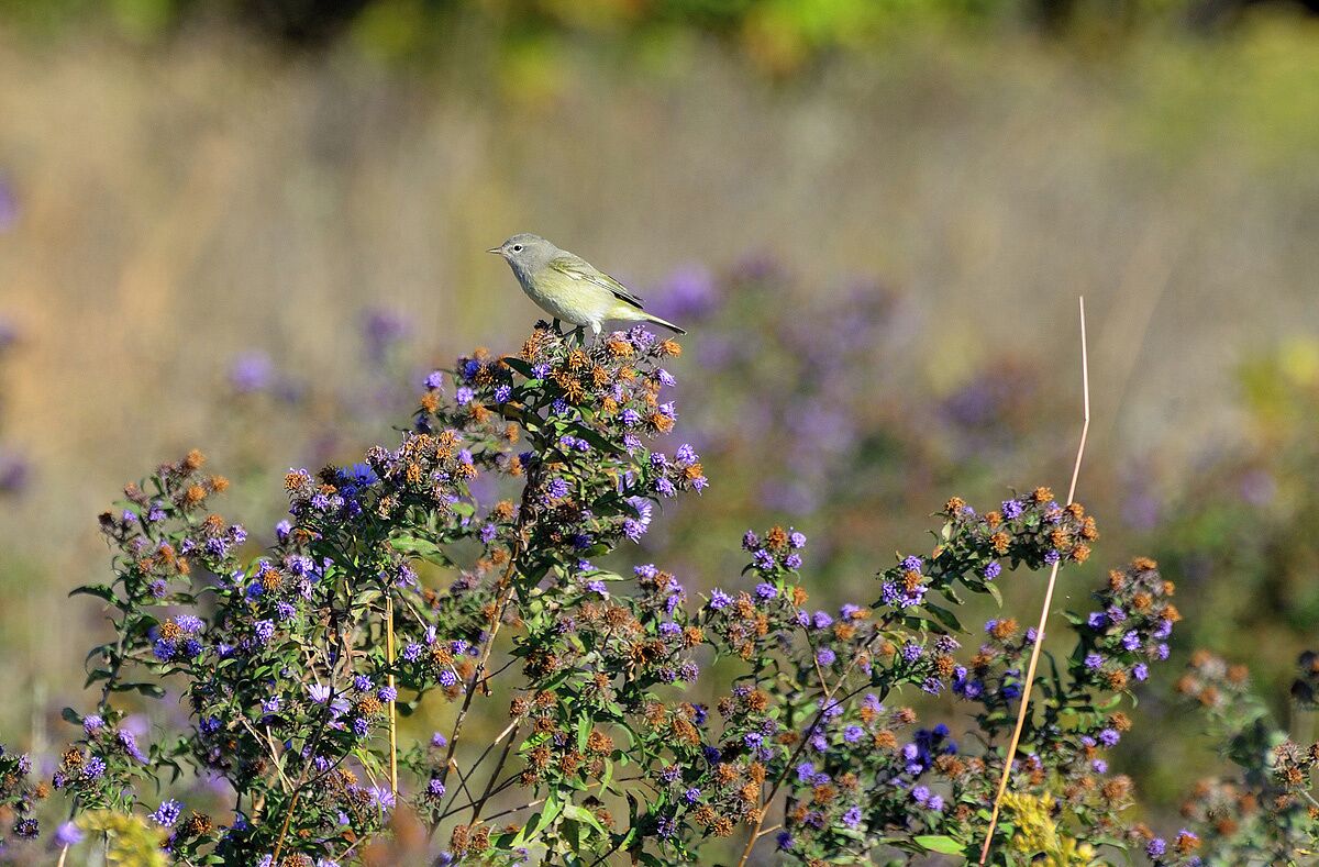 An Orange Crowned Warbler perched on purple wildflowers. These warblers are among the latest to migrate in the Fall. 