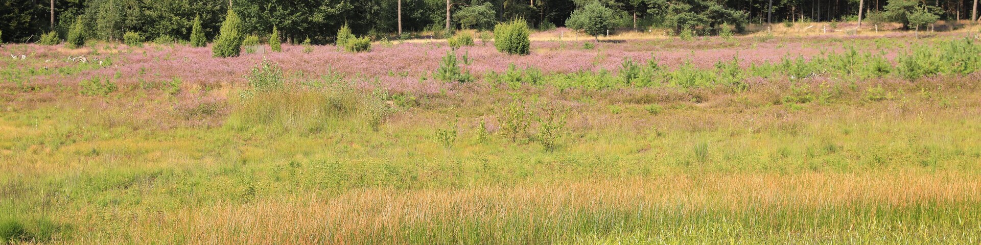 Idyllic Schirlheide natural preserve near Warendorf in Westphalia, Germany