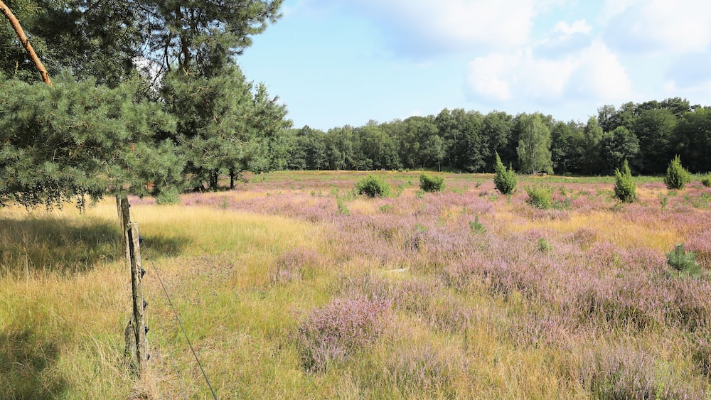 A field of purple heather with scattered trees and a wooden fence.