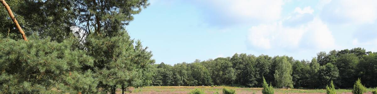 Idyllic Schirlheide natural preserve near Warendorf in Westphalia, Germany