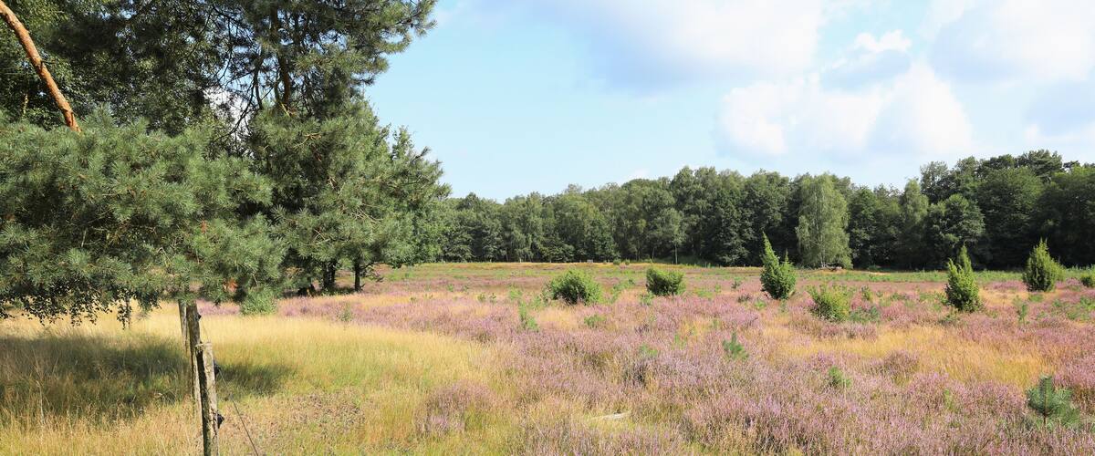 Idyllic Schirlheide natural preserve near Warendorf in Westphalia, Germany