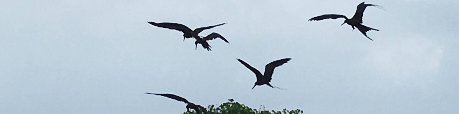 Located at Mangel Halto on the Island of Aruba. Awesome shot of the fisherman and birds ready to have a piece of fish he had catched that day🎣