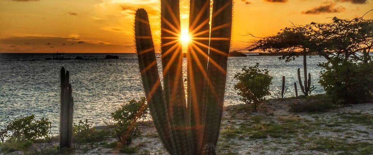 A cactus at sunset by the water.