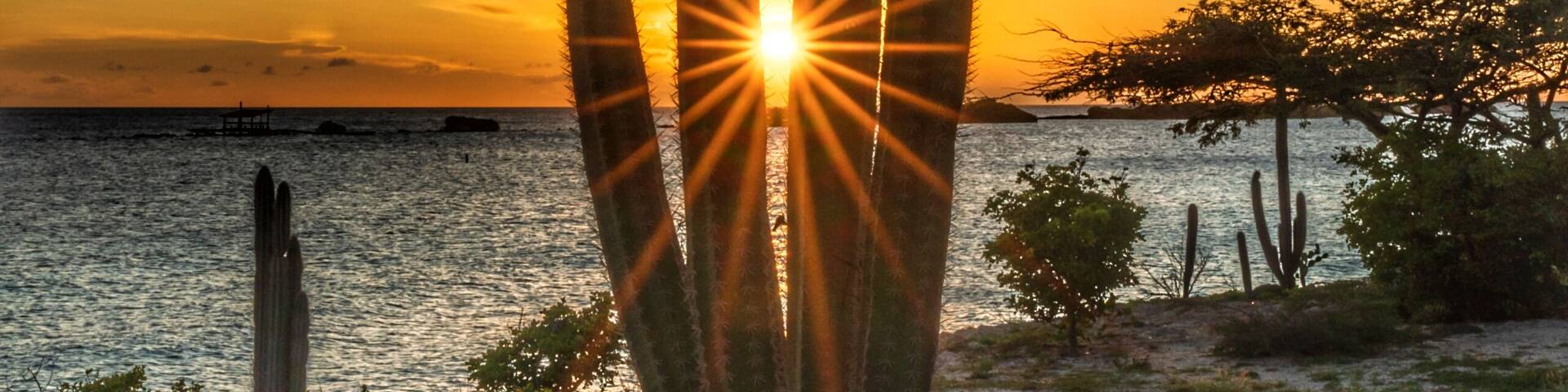 A cactus at sunset by the water.