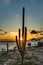 Un cactus al atardecer, cerca del agua.