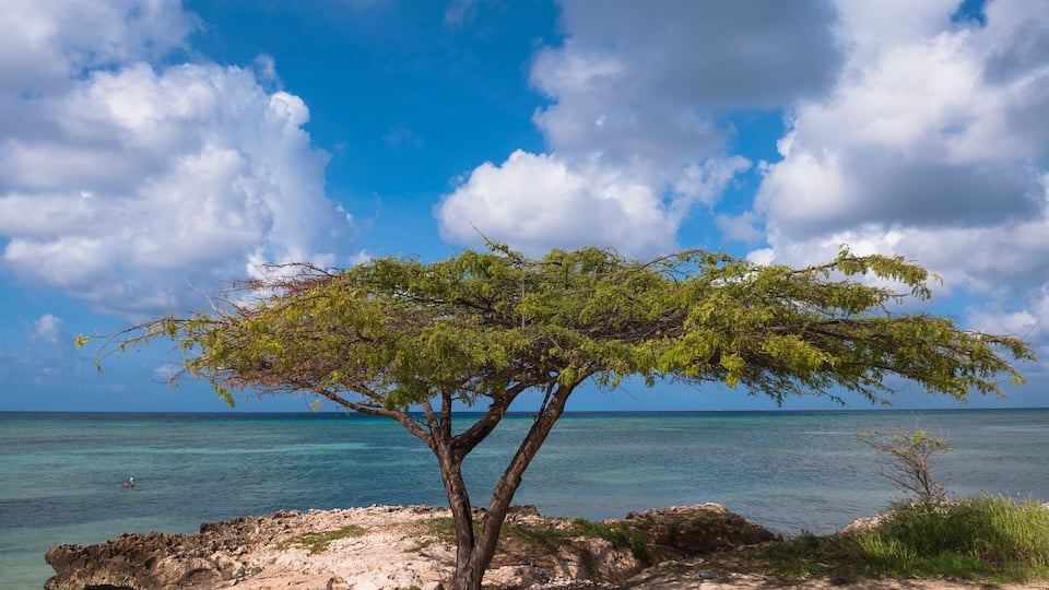 A tree by a rocky shoreline with clear blue water and a partly cloudy sky.