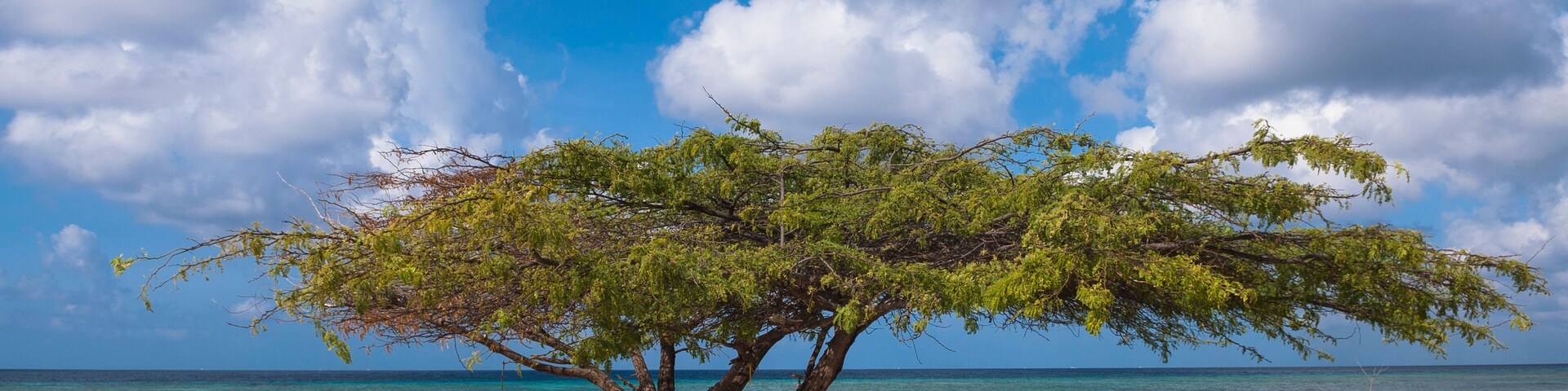 Un árbol junto a una costa rocosa con agua azul cristalina y un cielo parcialmente nublado.