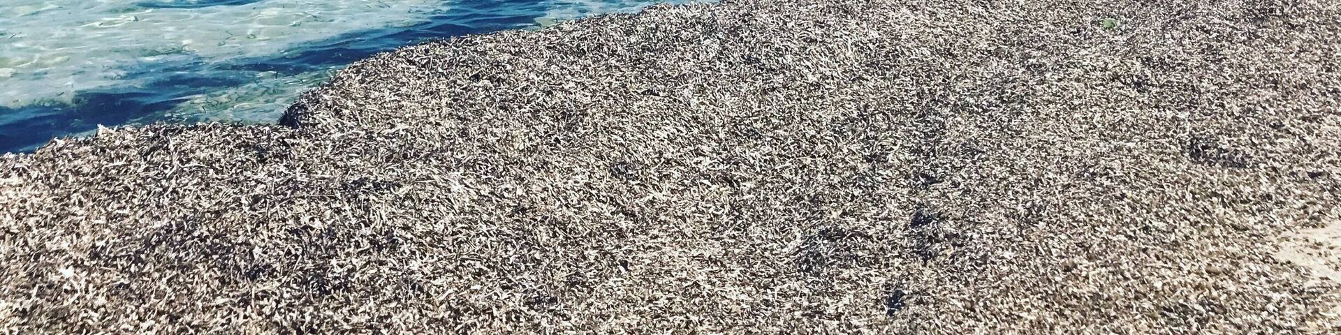 Una playa de guijarros con agua turquesa cristalina y una costa lejana con edificios.