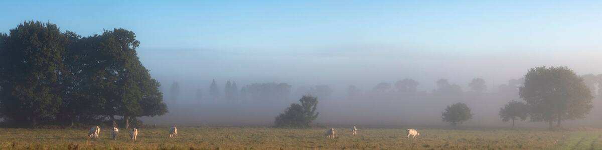 white cows on misty morning in central brittany near nature park d'armorique in france