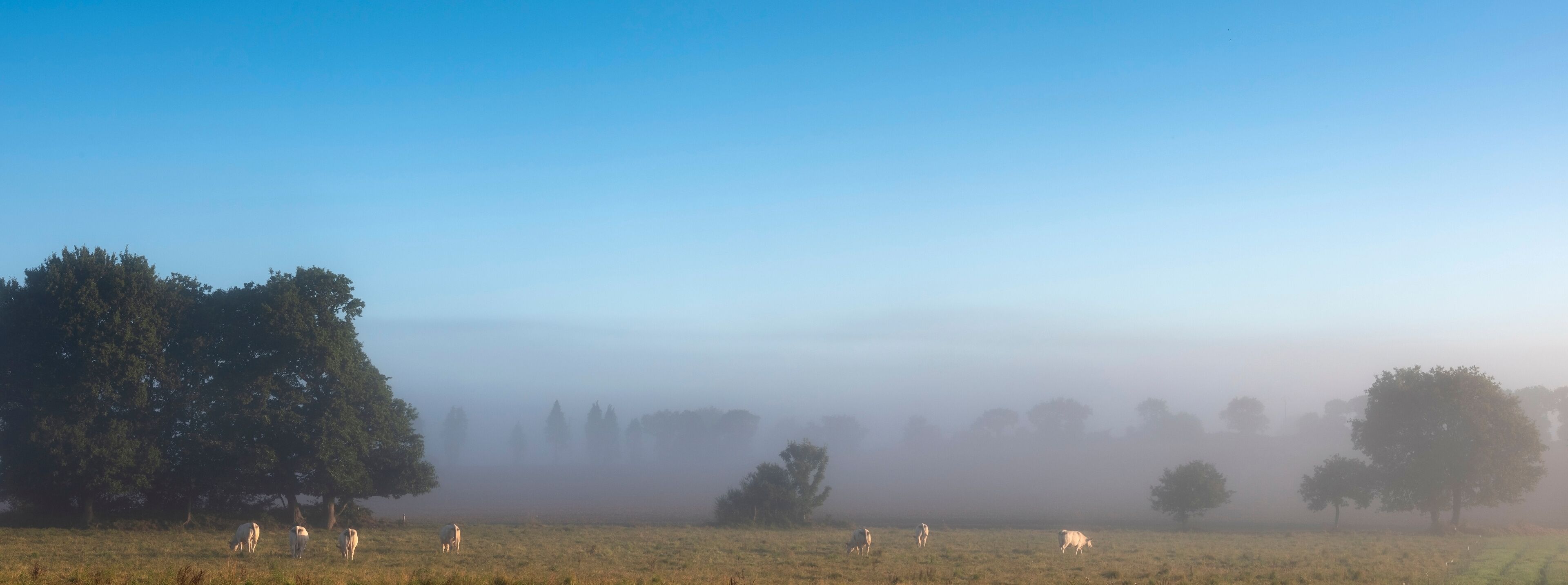 A foggy field with grazing sheep and trees.