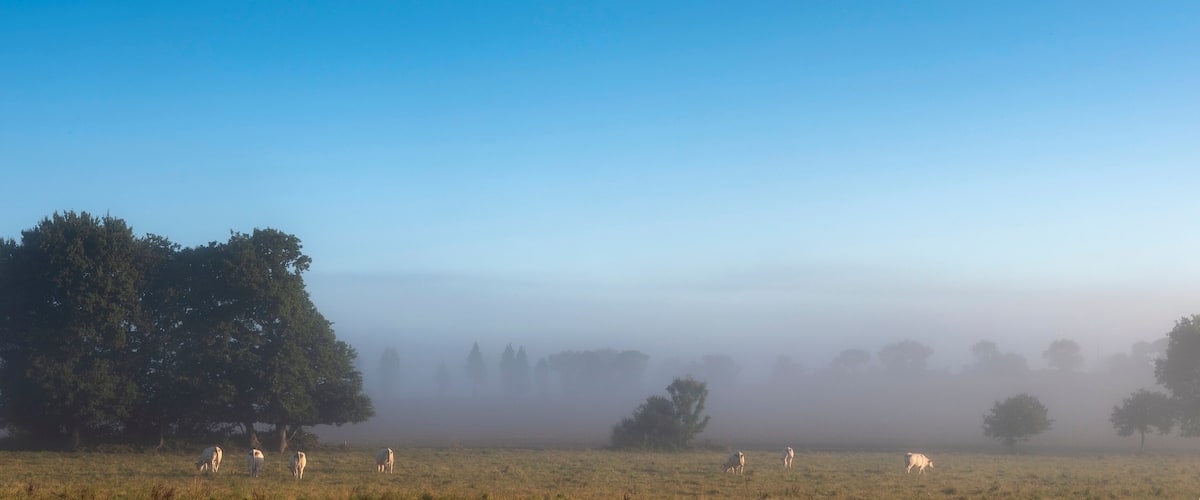 A foggy field with grazing sheep and trees.