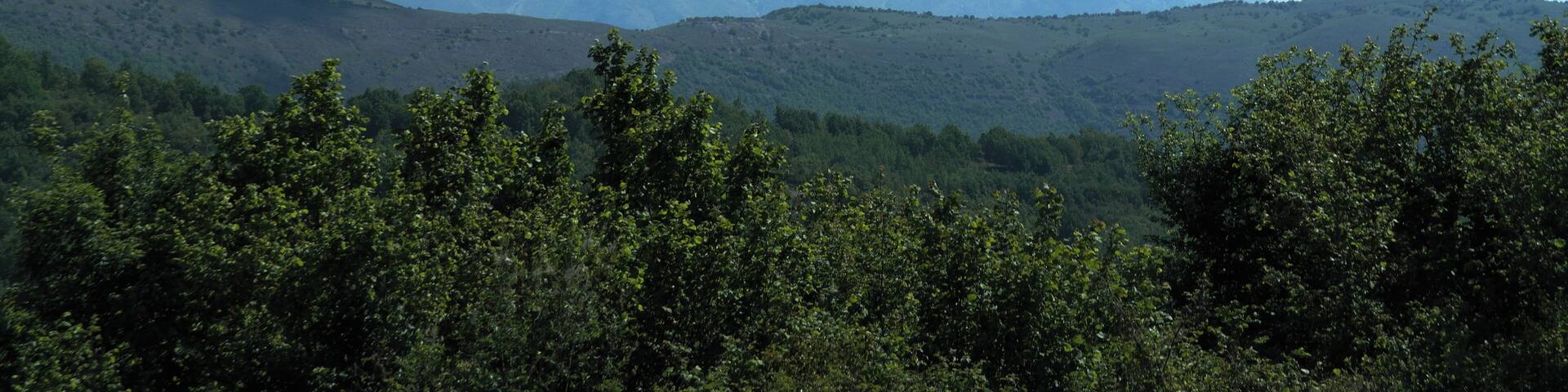 A snow-capped mountain range with lush green forests in the foreground.