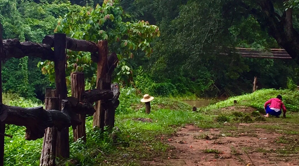 Woman picking mushrooms. After many rainy days here, mushrooms are starting to pop up everywhere.