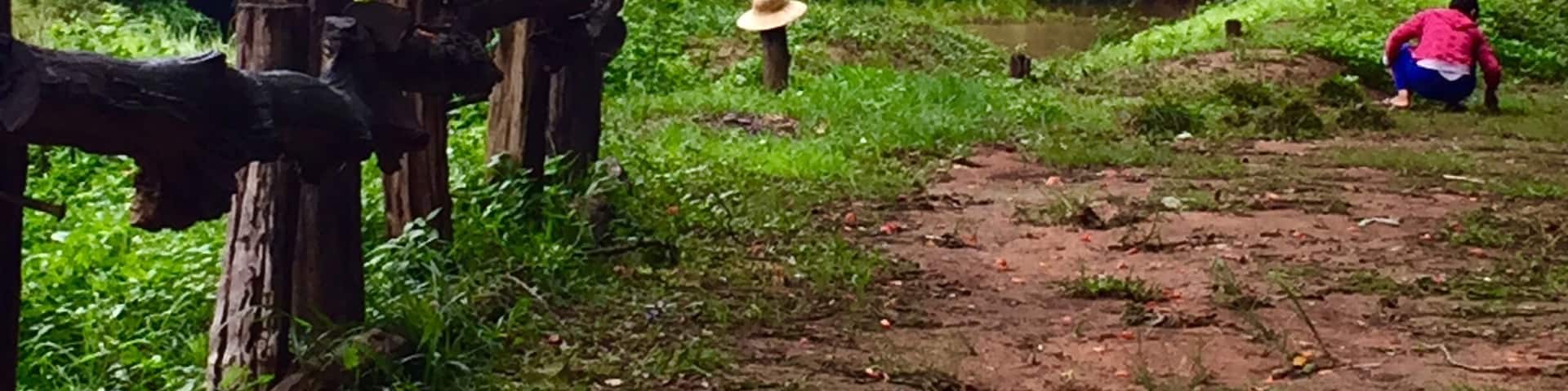 Woman picking mushrooms. After many rainy days here, mushrooms are starting to pop up everywhere.