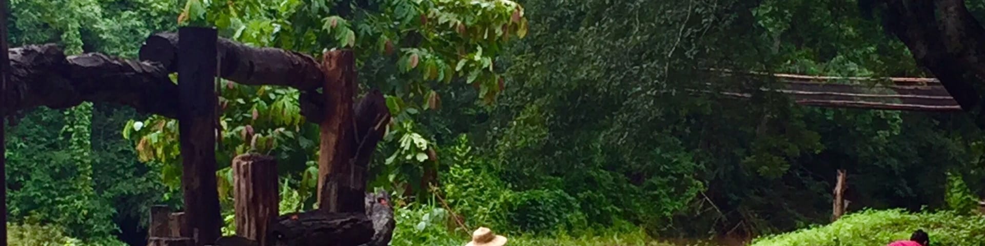 Woman picking mushrooms. After many rainy days here, mushrooms are starting to pop up everywhere.
