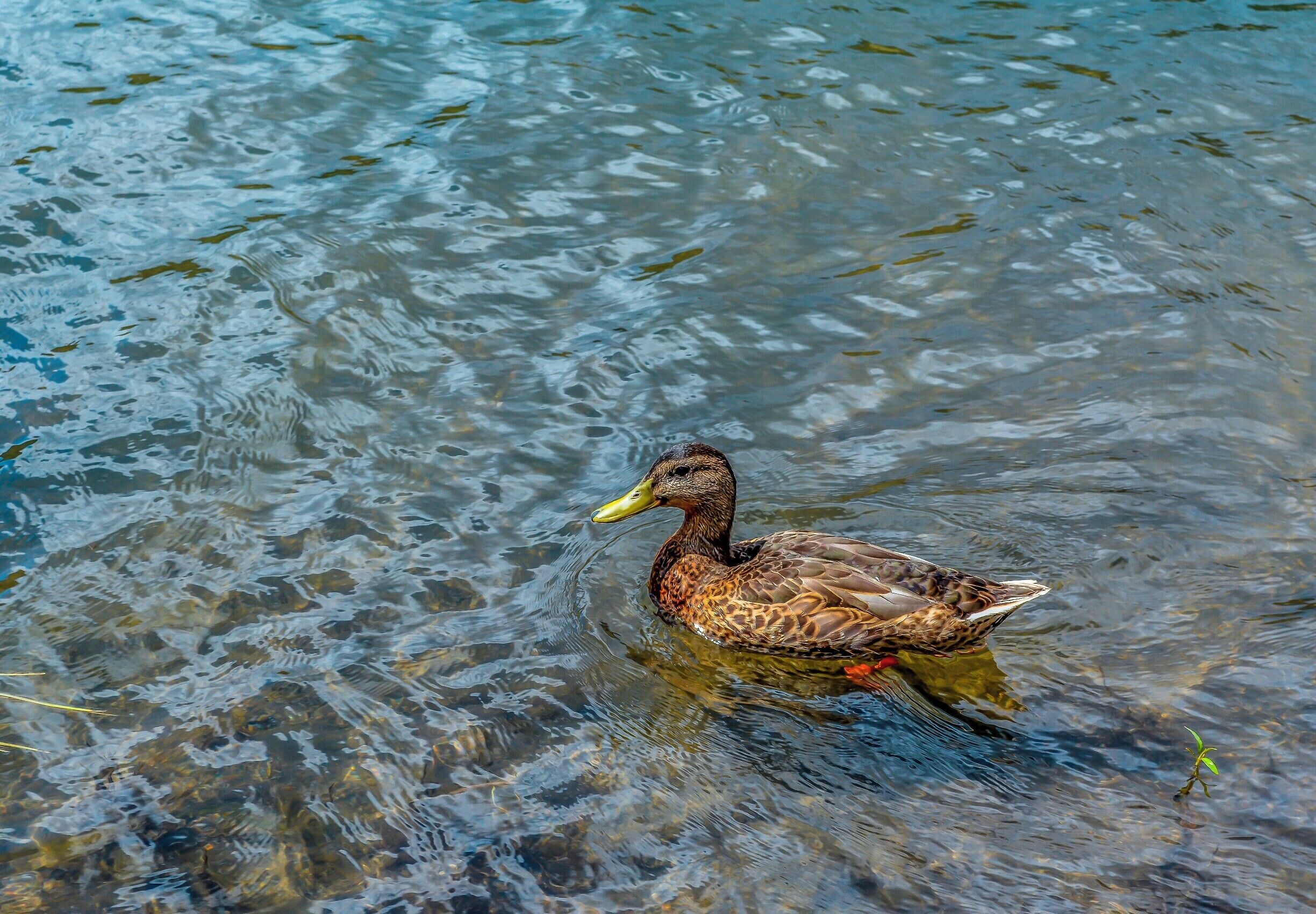 A duck out for a swim at Palmer Lake.