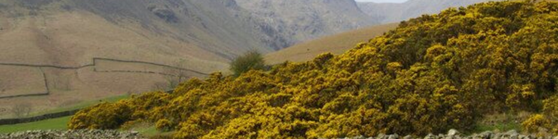 Mural de pedra, arbustos floridos em amarelo e uma paisagem montanhosa.