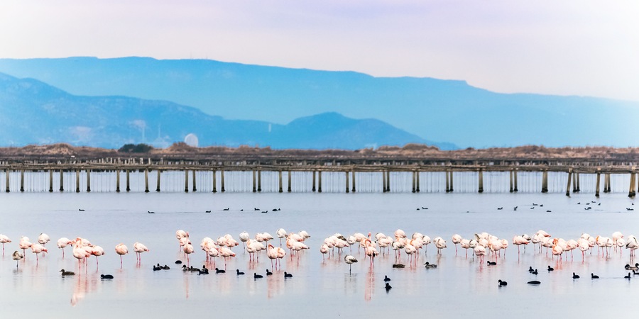 Beautiful flamingo group in the water in Delta del Ebro, Catalunya, Spain. Copy space for text.
