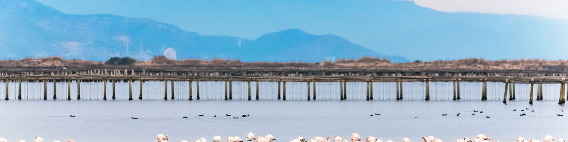 Beautiful flamingo group in the water in Delta del Ebro, Catalunya, Spain. Copy space for text.