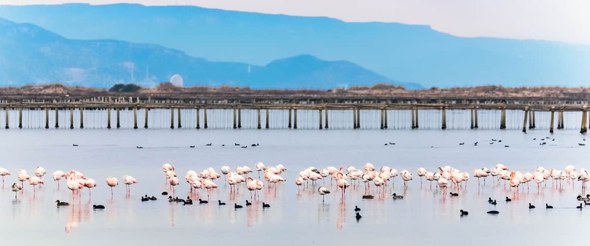 A calm body of water with a group of flamingos and ducks, a wooden pier, and distant mountains.
