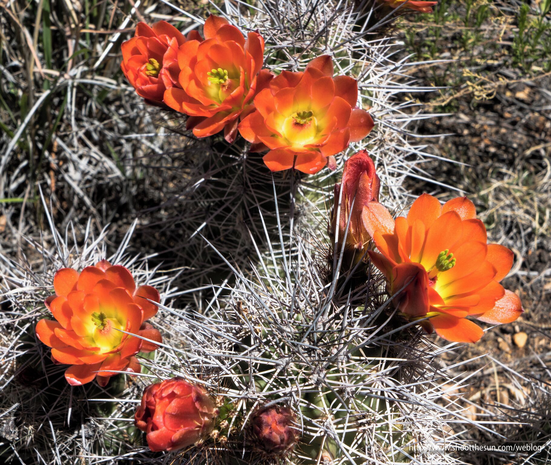 Flowers of the Hedgehog Cactus, flowering in the museum garden.