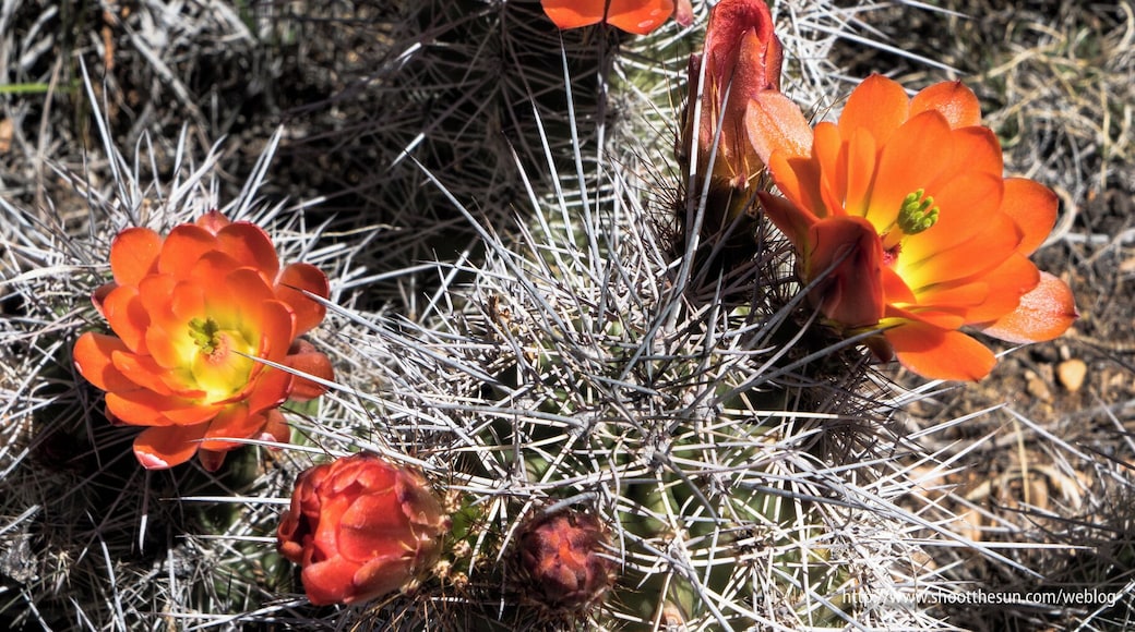 Flowers of the Hedgehog Cactus, flowering in the museum garden.