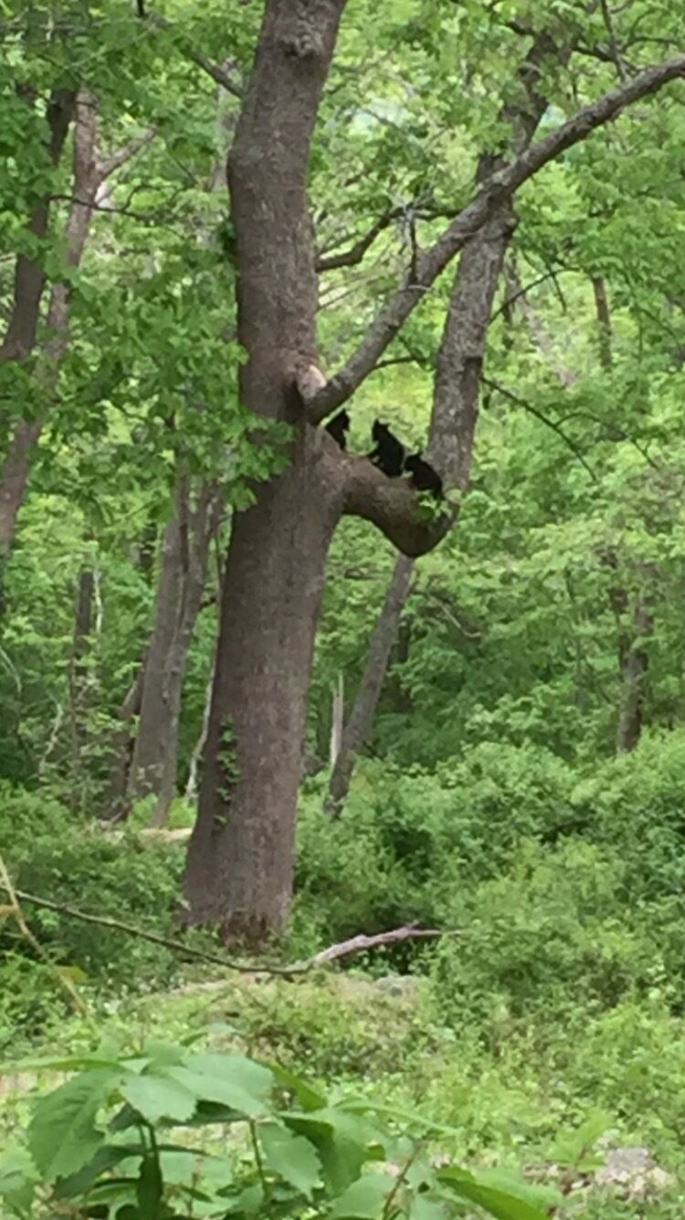 The amount of bears in the area is crazy!!!!  We Just saw 3 cubs climbing up a tree!! With the mother bear close by: #oldmineroad
#OldMineRd