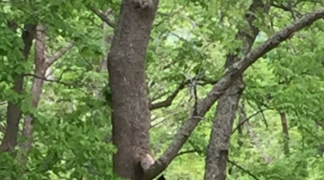 The amount of bears in the area is crazy!!!! We Just saw 3 cubs climbing up a tree!! With the mother bear close by: #oldmineroad
#OldMineRd