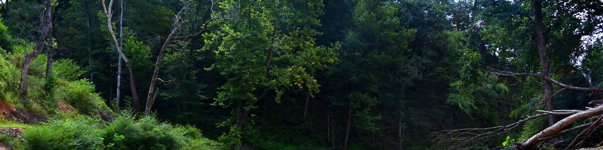 Nature Surrounds Floaters on Caddo River
