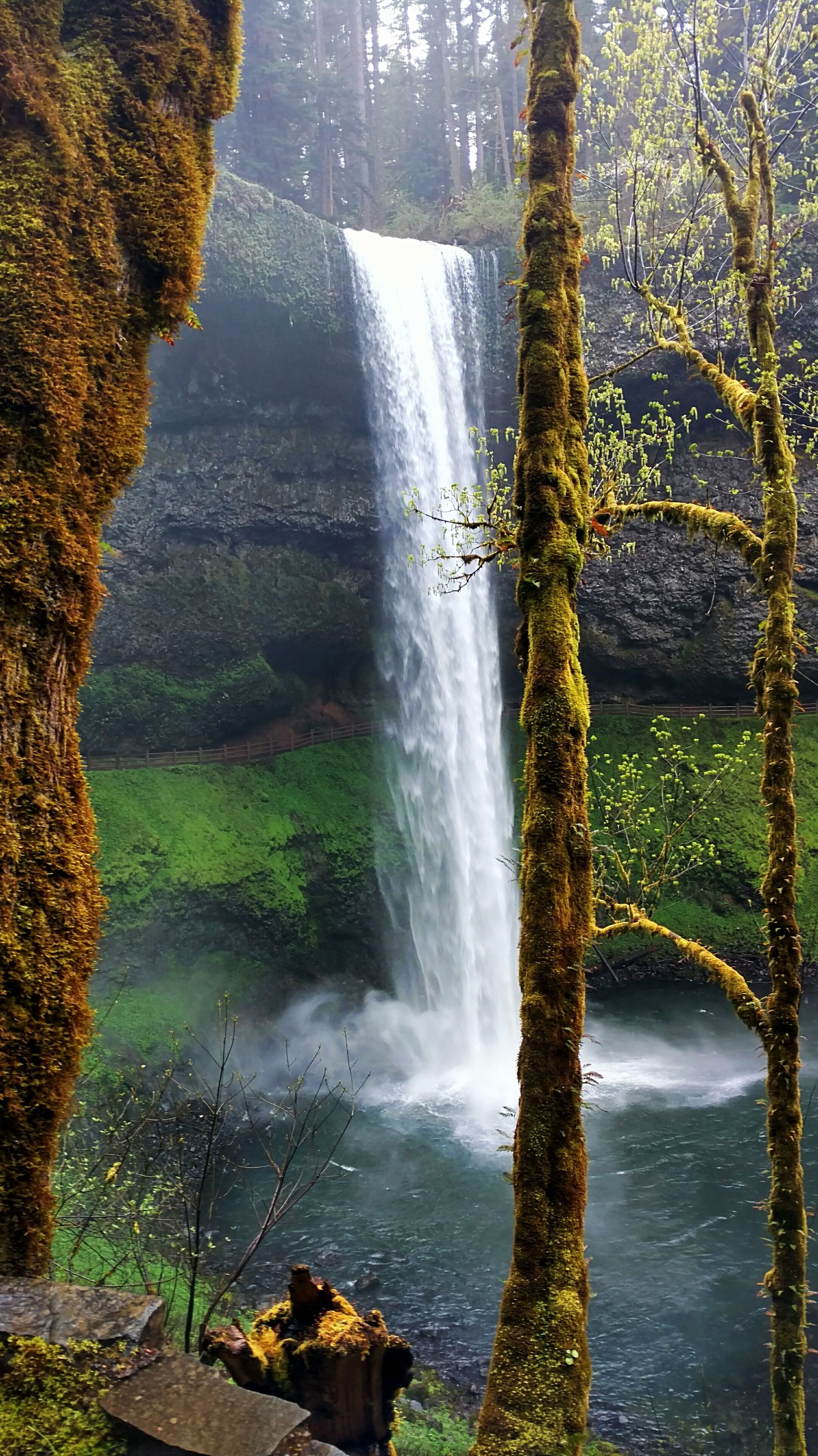 A waterfall cascading down a moss-covered cliff into a river, surrounded by lush greenery and tall trees.