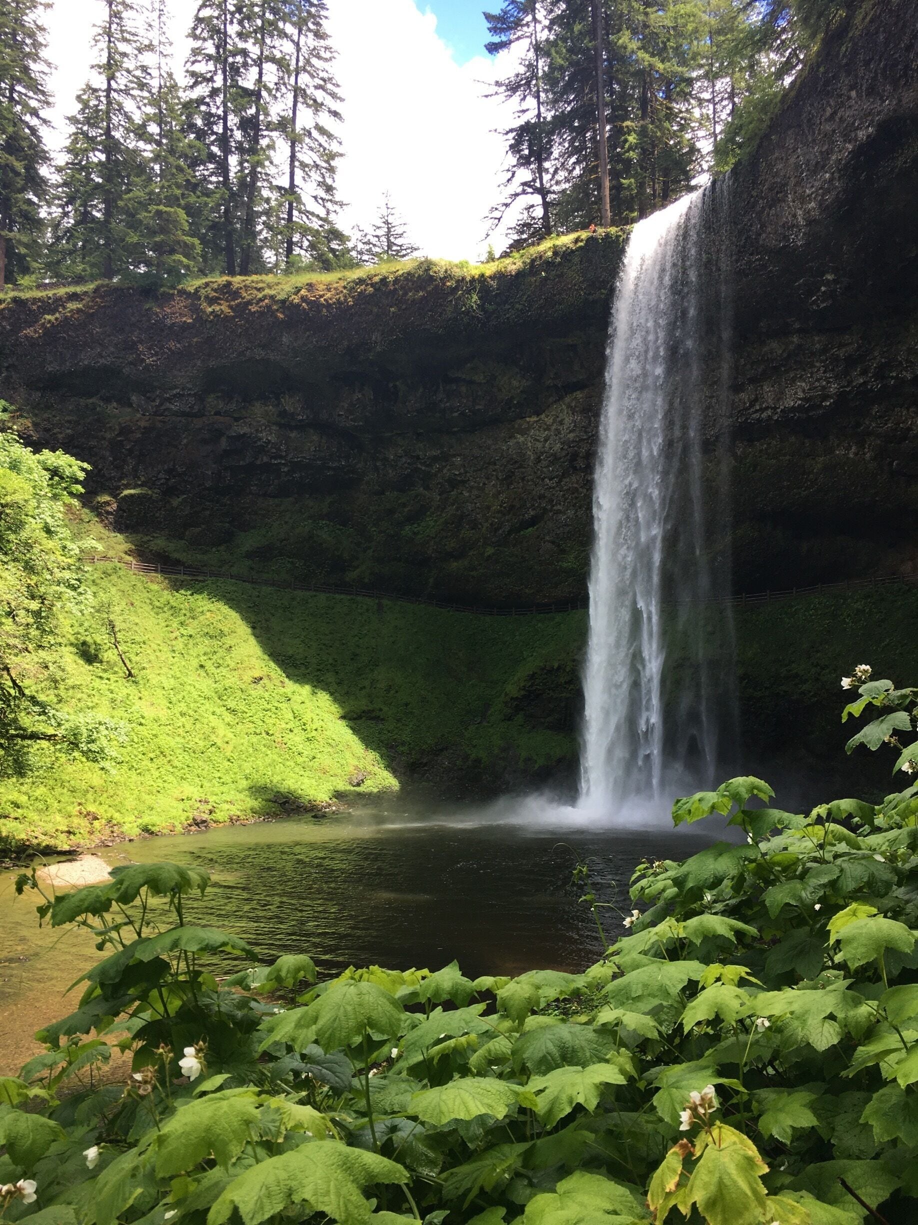 A waterfall cascading into a pond surrounded by lush greenery and tall trees.
