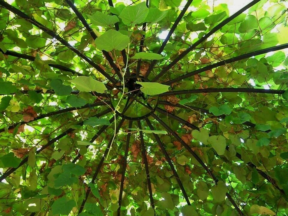 Always looking for different angles #oregongarden #green