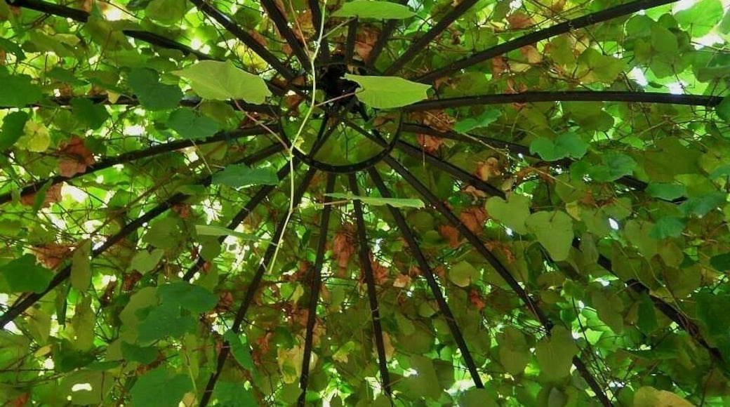 Always looking for different angles #oregongarden #green