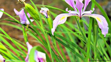 Silver Falls State Park