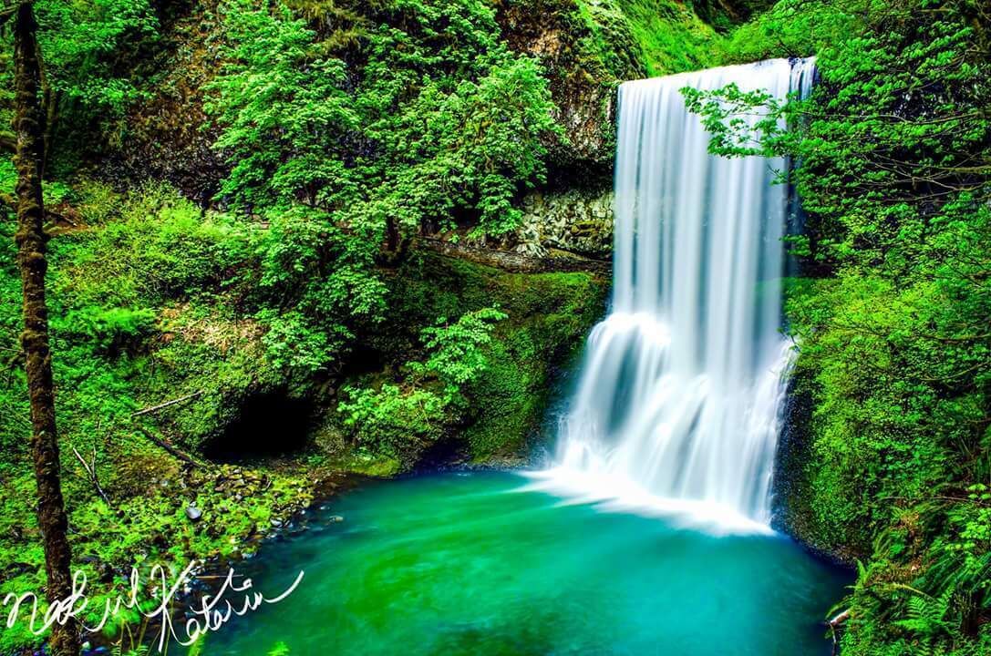 A waterfall surrounded by lush green foliage.