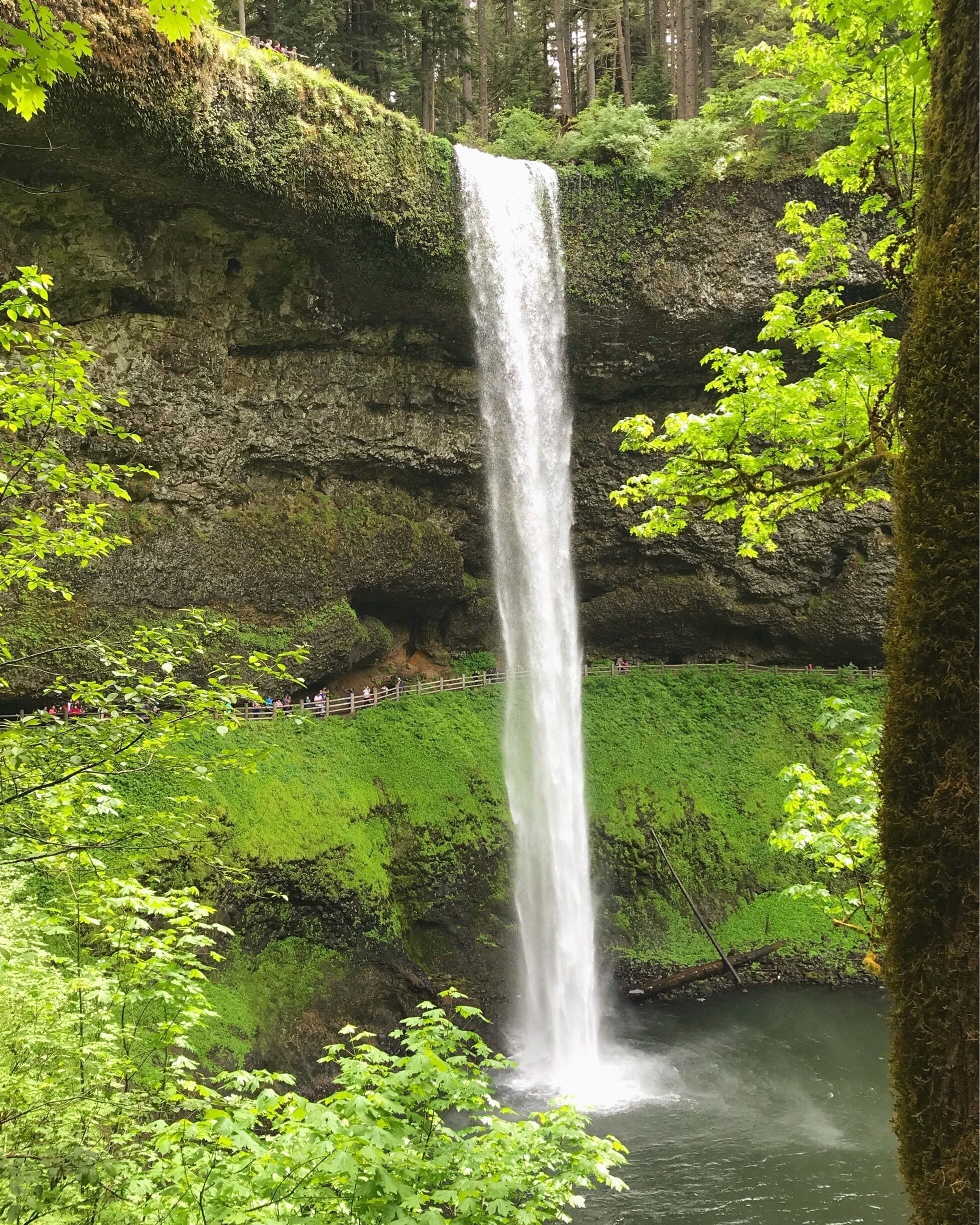 A waterfall cascading down a moss-covered cliff into a pool surrounded by lush greenery.