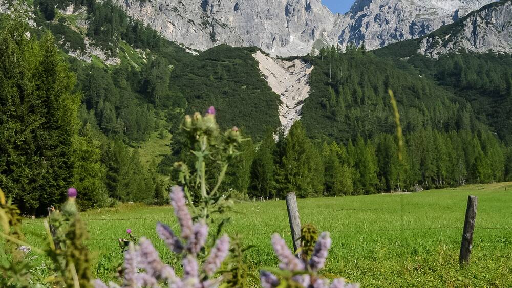 Mountain Bishop's hat Filzmoos annaberg-lungoetz Bischofsmuetze meadow and flowers