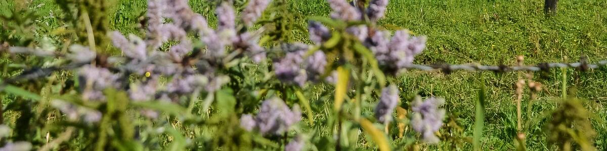 Mountain Bishop's hat Filzmoos annaberg-lungoetz Bischofsmuetze meadow and flowers
