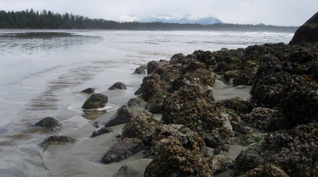 Beach walkers delight.