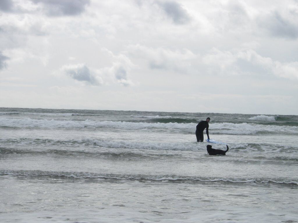 Your dog may want to go surfing with you in these mild waves.
