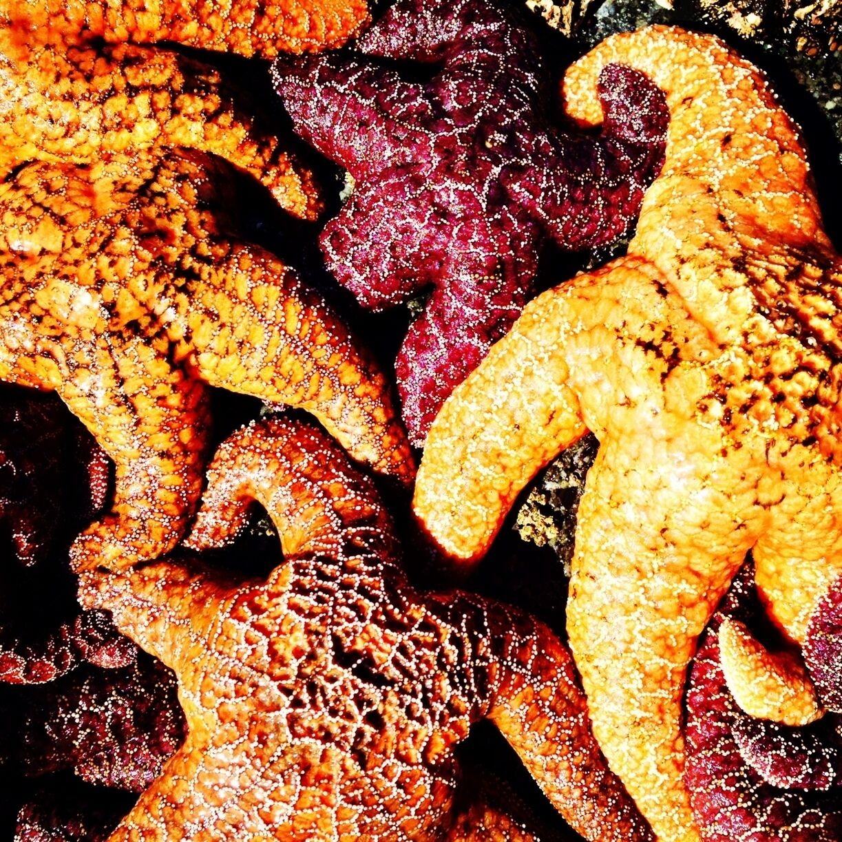 The rocks are covered in starfish. 