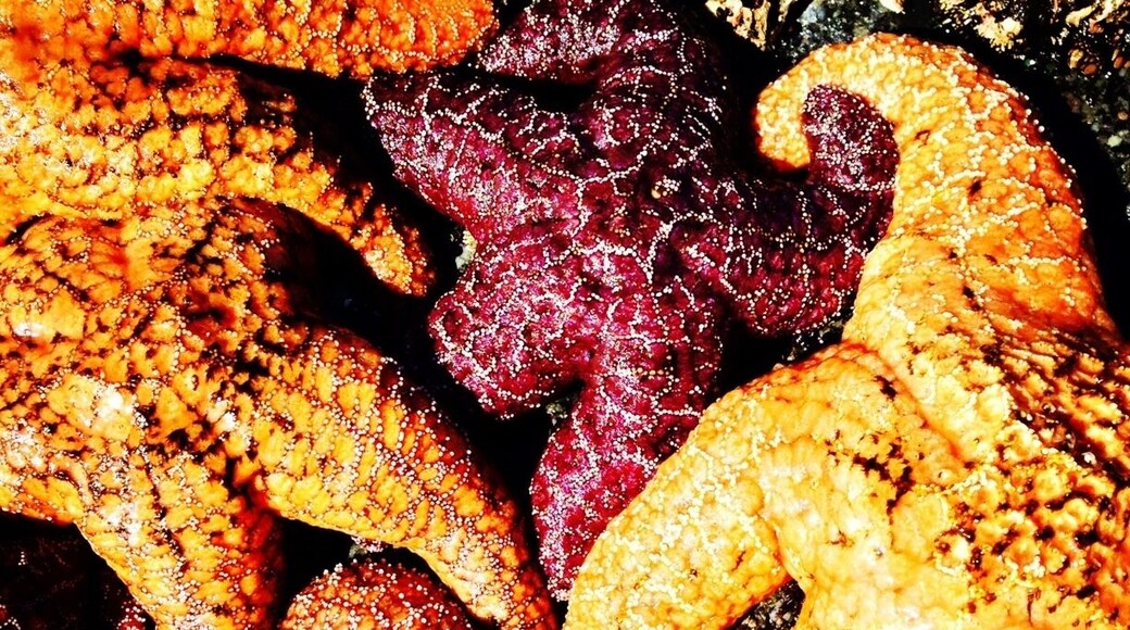 The rocks are covered in starfish.