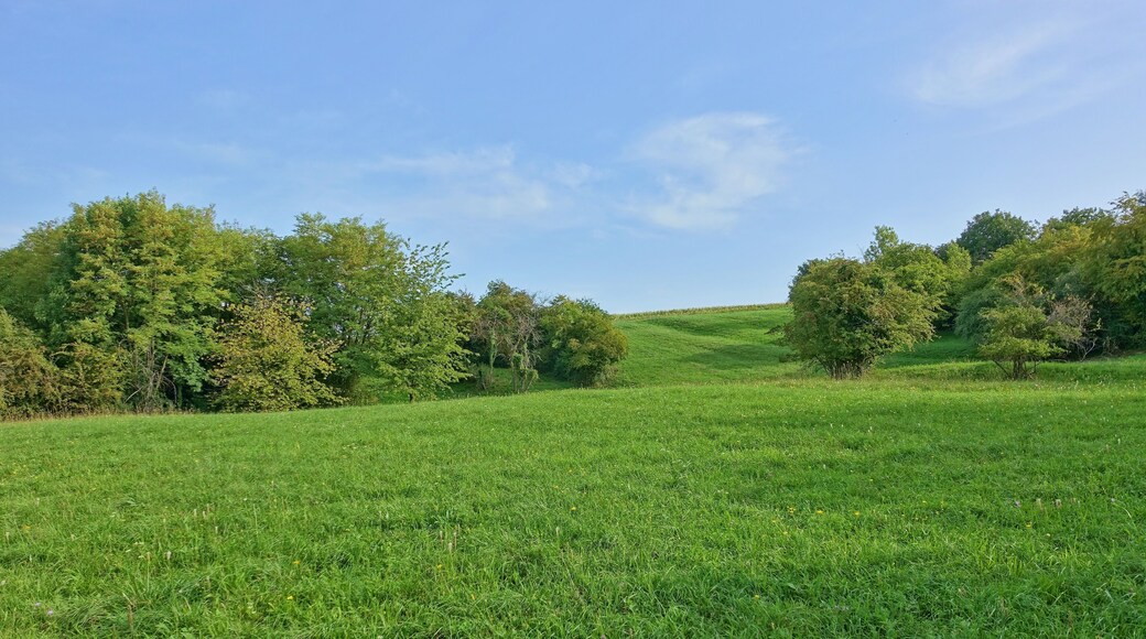 Halbtrockenrasen, Hochstaudengesellschaften, Gebüschen und Gehölzen; Lebensraum einer Vielzahl seltener Pflanzen- und Tierarten