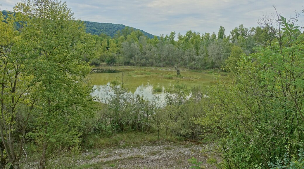 Besonders vielfältiger Bereich des südlichen Oberrheins mit unterschiedlichen, eng benachbarten Biotoptypen: Rhein mit Anlandungsflächen, Trockenaue, Kiesgrube