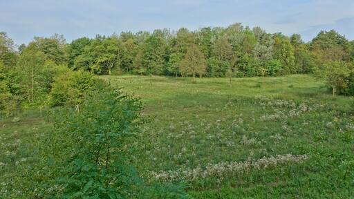Halbtrockenrasen mit gebüschreichen Übergangsbereichen