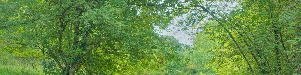 Halbtrockenrasen, Hochstaudengesellschaften, Gebüschen und Gehölzen; Lebensraum einer Vielzahl seltener Pflanzen- und Tierarten