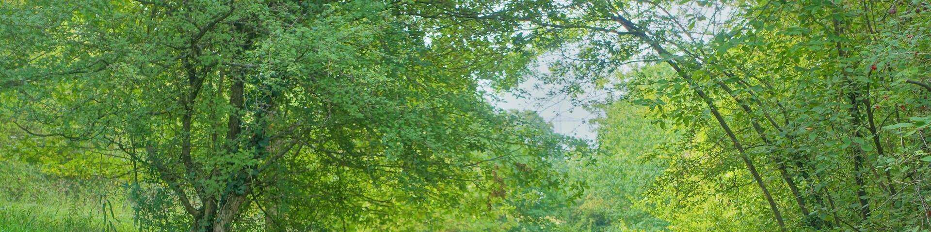 Halbtrockenrasen, Hochstaudengesellschaften, Gebüschen und Gehölzen; Lebensraum einer Vielzahl seltener Pflanzen- und Tierarten